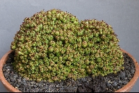 Euphorbia 'Multiprolifera'